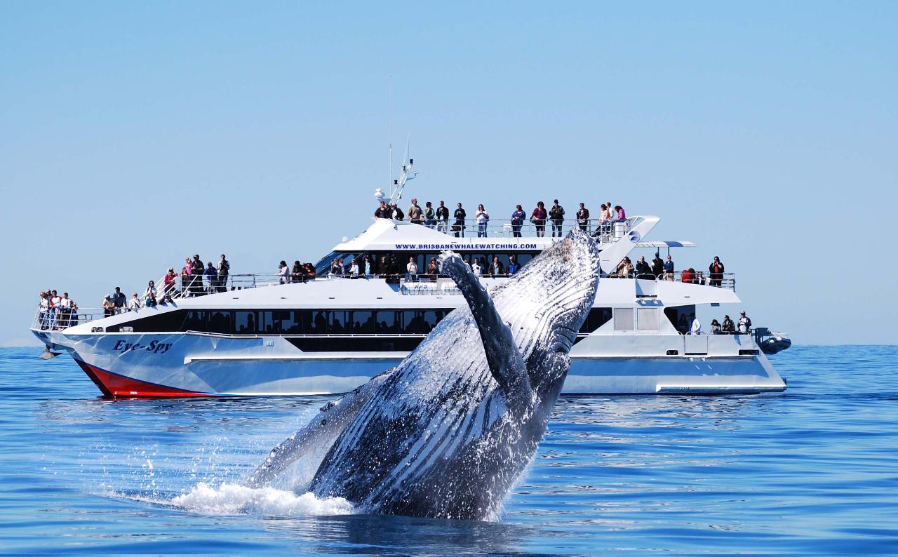 Whale Watching